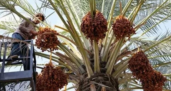 Export Markets for Iranian Dates