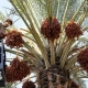 Export Markets for Iranian Dates