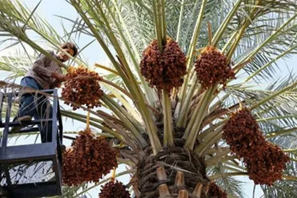 Export-Markets-for-Iranian-Dates-2 Export Markets for Iranian Dates