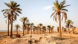 قدمت تاریخی نخل خرما در ایران و خاورمیانه